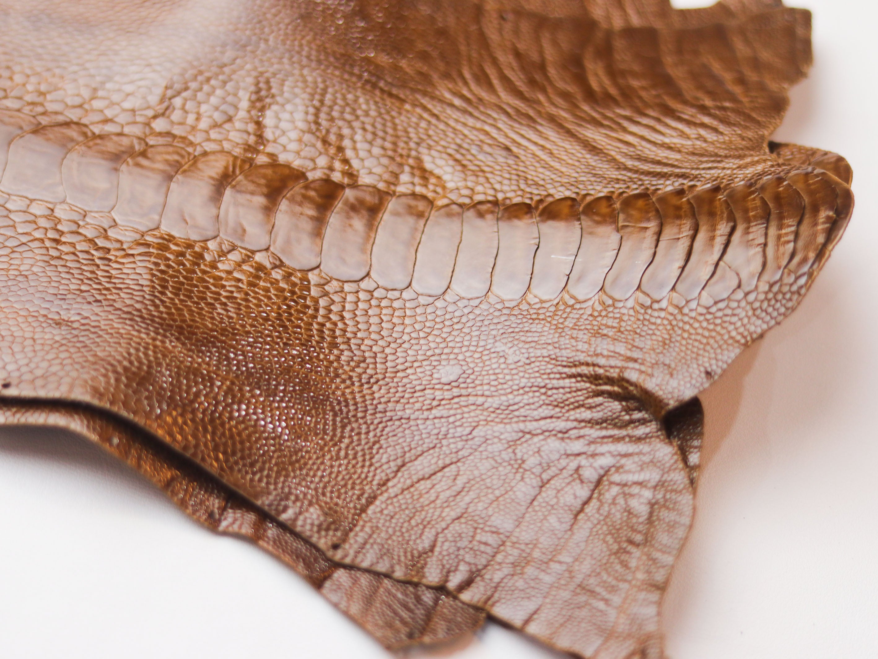 AUGUSTUS - MINIMAL WALLET CINNAMON BROWN OSTRICH LEG SKIN